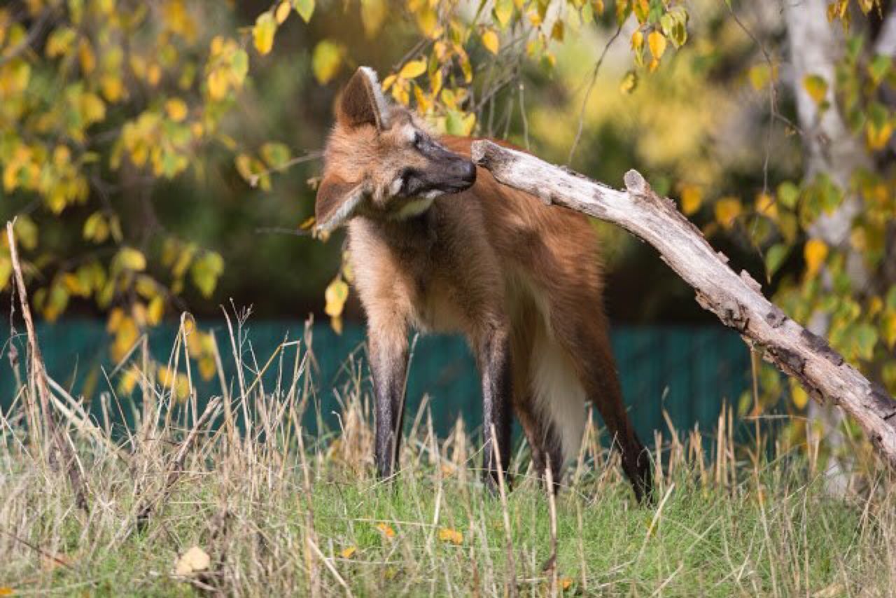 Picture of a maned wolf